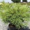 Pinus Strobus Minima - Pin De Weymouth