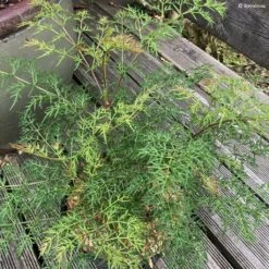 Polyscias Sambucifolia - Sureau Panax