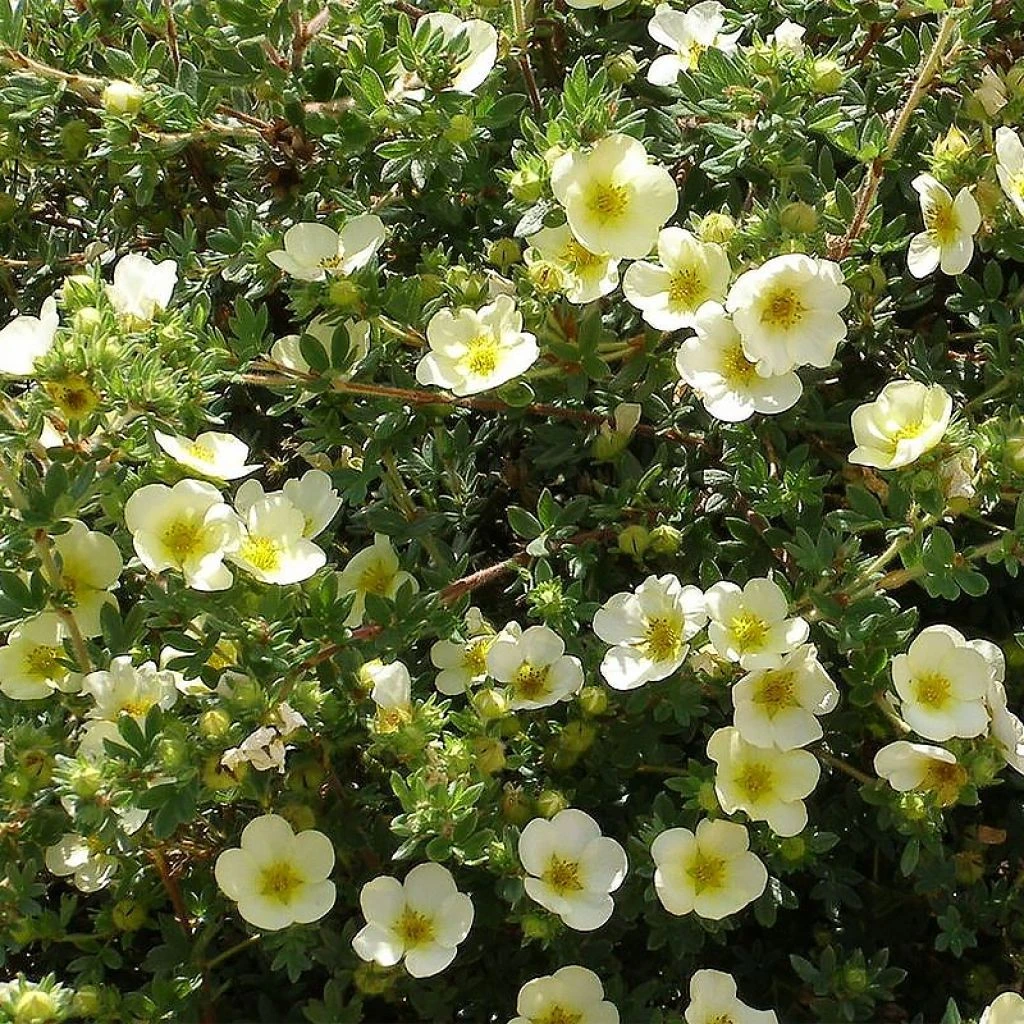 Potentille Arbustive - Potentilla Fruticosa Creamissima 1 Potentille Arbustive - Potentilla Fruticosa Creamissima