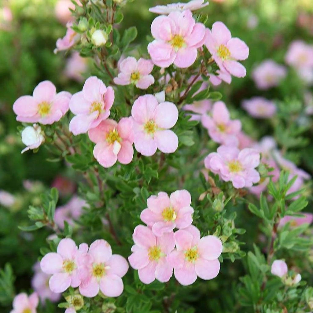 Potentille Arbustive - Potentilla Fruticosa Pink Beauty 1 Potentille Arbustive - Potentilla Fruticosa Pink Beauty