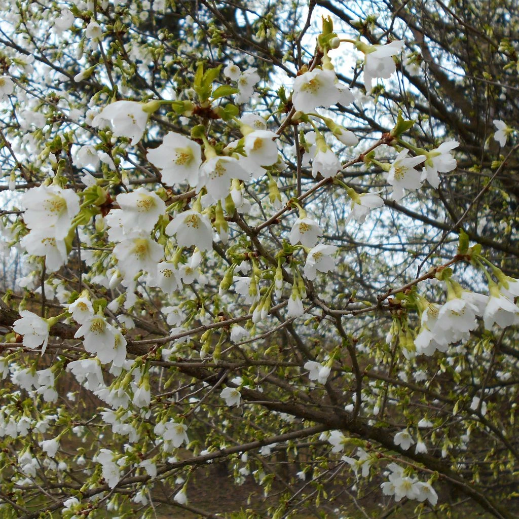 Cerisier à Fleurs Du Japon Nain - Prunus Incisa Yamadei 1 Cerisier à Fleurs Du Japon Nain - Prunus Incisa Yamadei