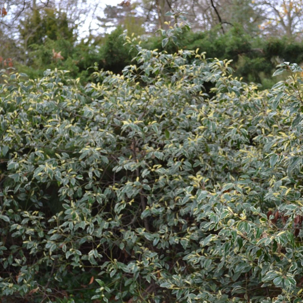 Laurier Du Portugal Panaché - Prunus Lusitanica Variegata 1 Laurier Du Portugal Panaché - Prunus Lusitanica Variegata