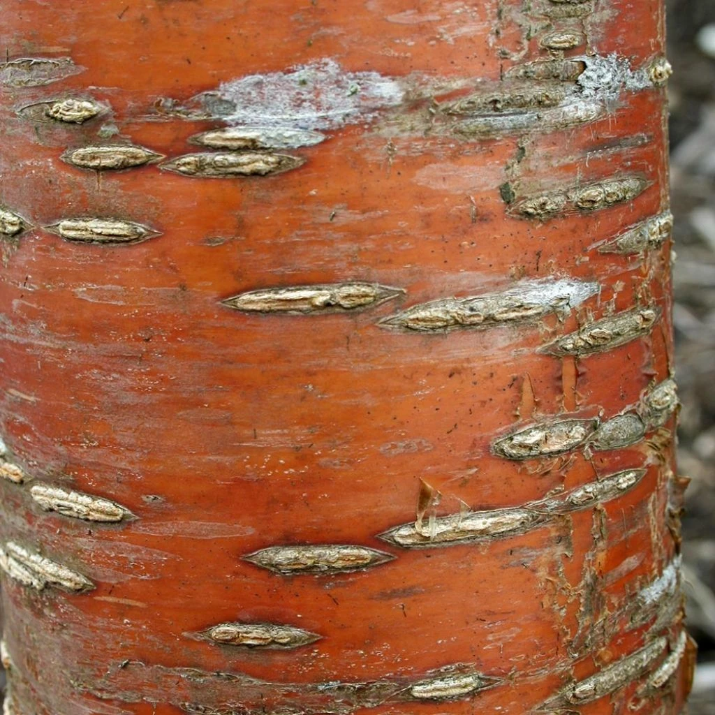 Prunus Maackii Amber Beauty - Cerisier De Mandchourie 1 Prunus Maackii Amber Beauty - Cerisier De Mandchourie