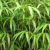 Bambou Métaké - Pseudosasa Japonica