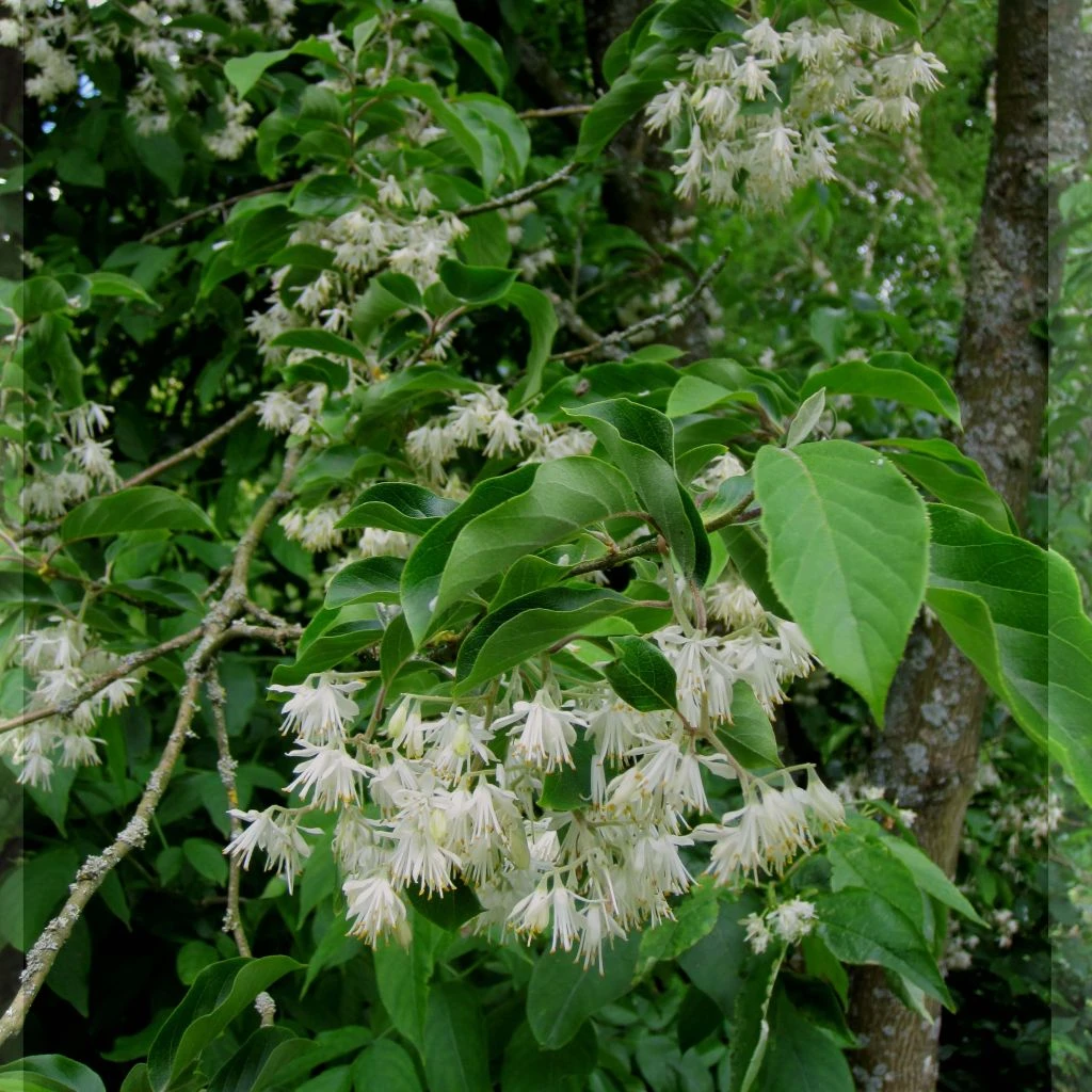 Pterostyrax Corymbosa 1 Pterostyrax Corymbosa