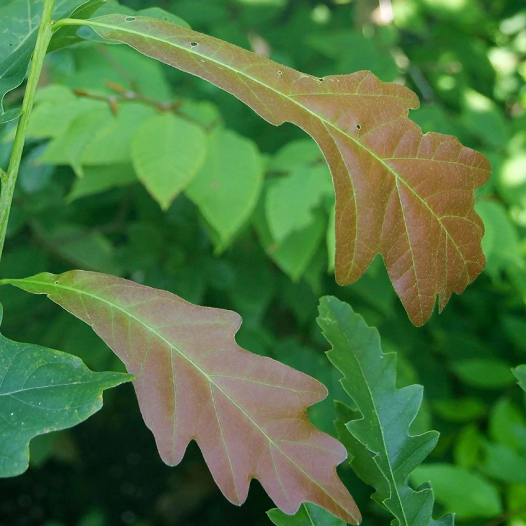 Quercus X Warei Chimney Fire - Chêne 1 Quercus X Warei Chimney Fire - Chêne