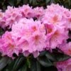 Rhododendron Scintillation
