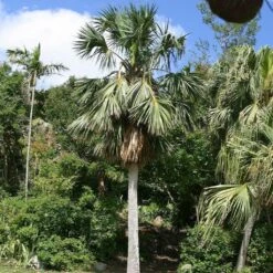 Sabal Bermudana - Palmier Des Bermudes