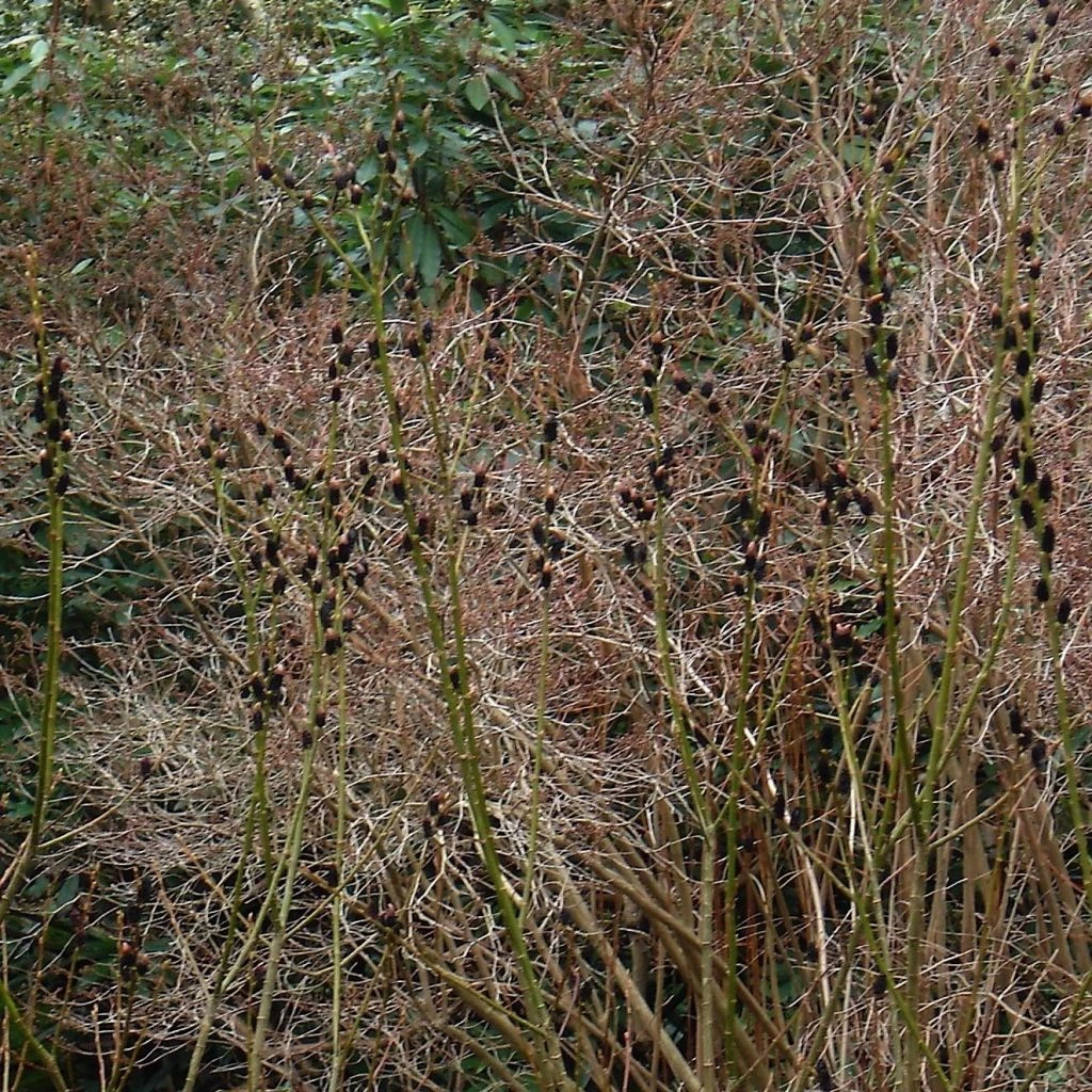 Saule Griffe De Loup - Salix Gracilistyla 1 Saule Griffe De Loup - Salix Gracilistyla