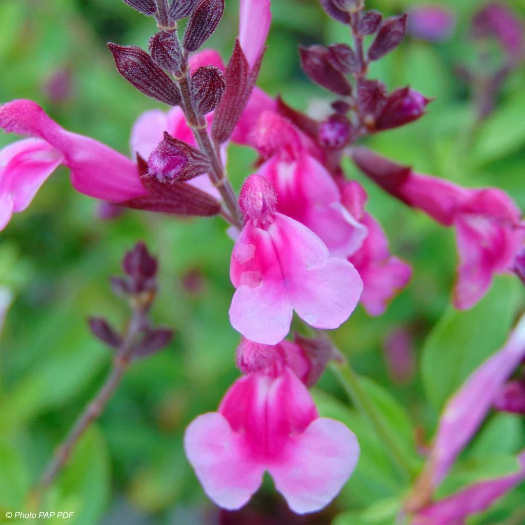 Sauge Arbustive Icing Sugar - Salvia Greggii 1 Sauge Arbustive Icing Sugar - Salvia Greggii