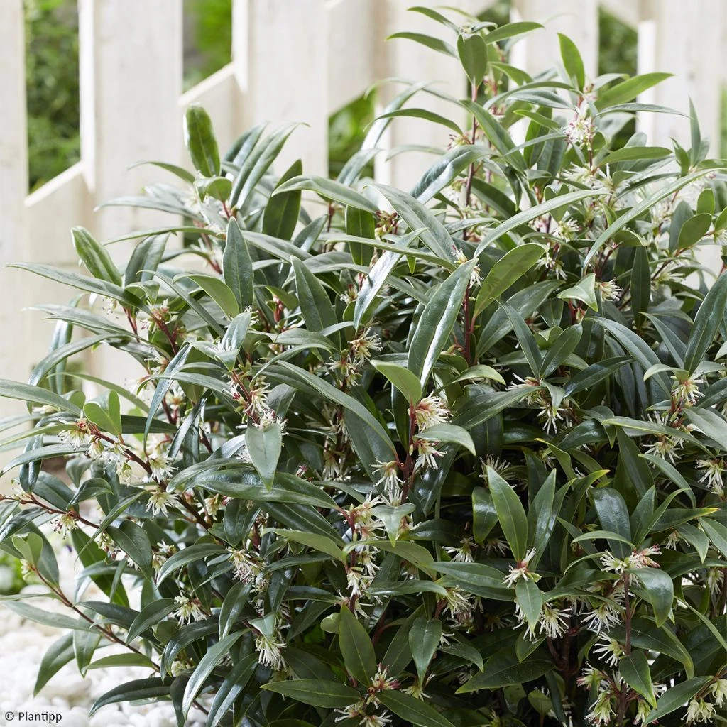 Sarcococca Hookeriana Purple Gem 1 Sarcococca Hookeriana Purple Gem