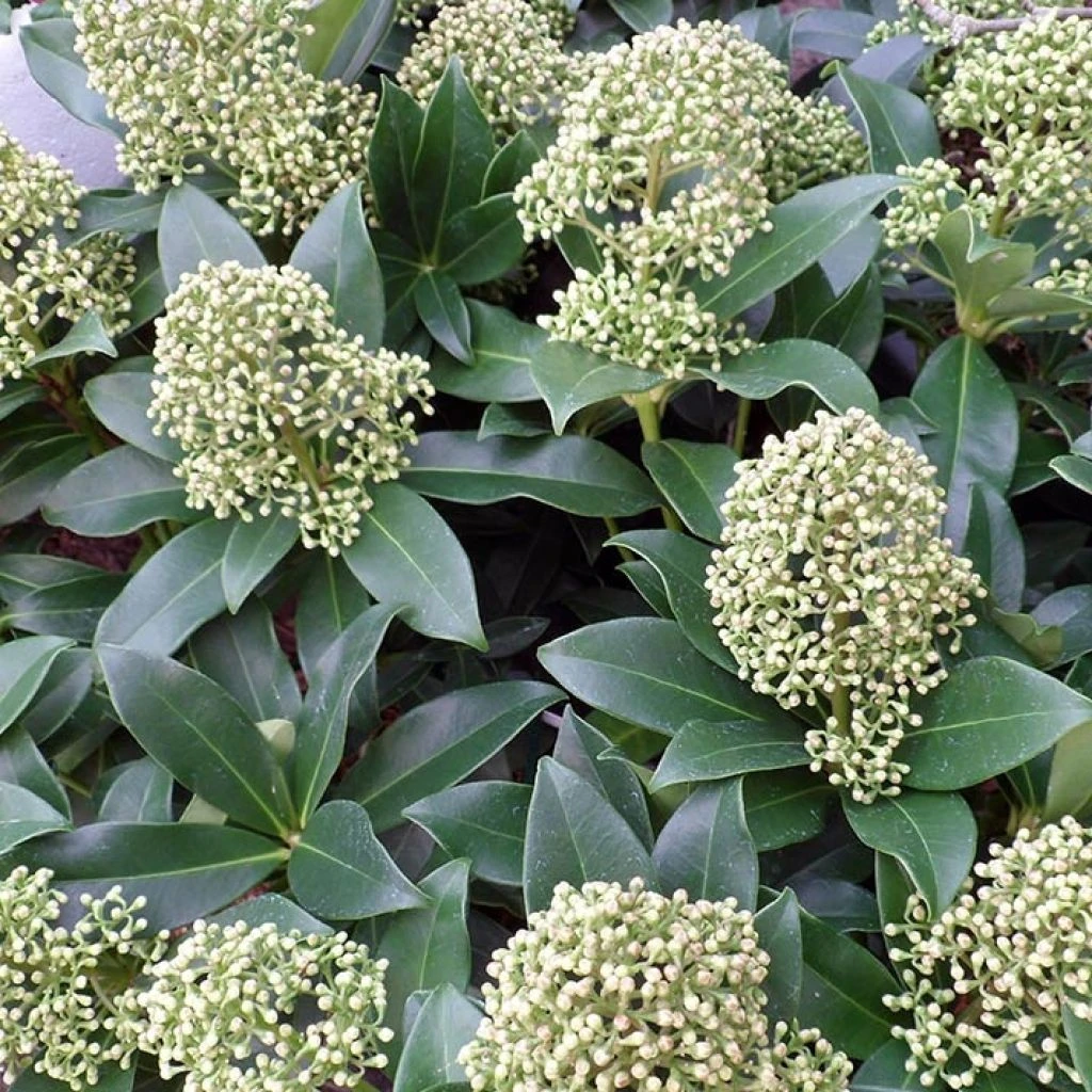 Skimmia Japonica Fragrant Cloud 1 Skimmia Japonica Fragrant Cloud