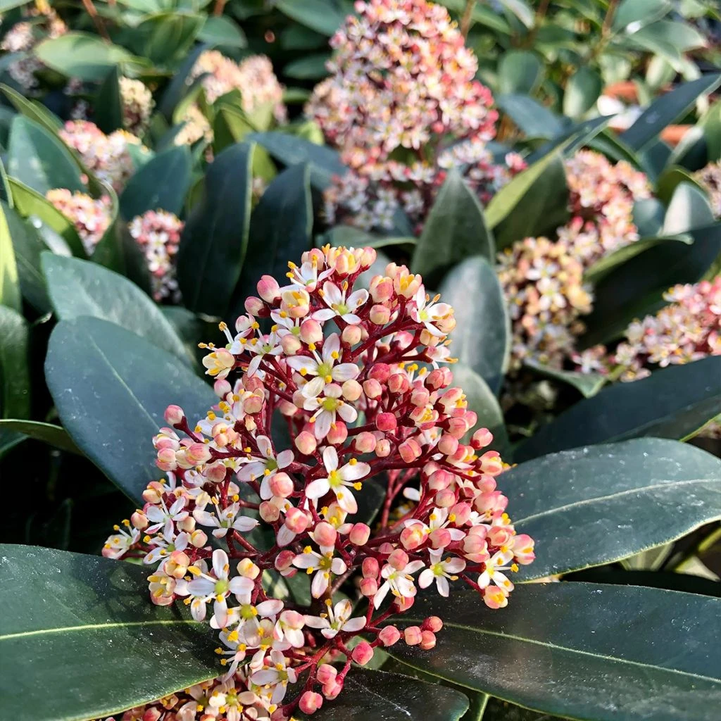 Skimmia Japonica Rubella 1 Skimmia Japonica Rubella