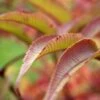 Sorbaria Tomentosa Stick & Feathers
