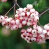 Sorbier - Sorbus Arnoldiana Pink Veil