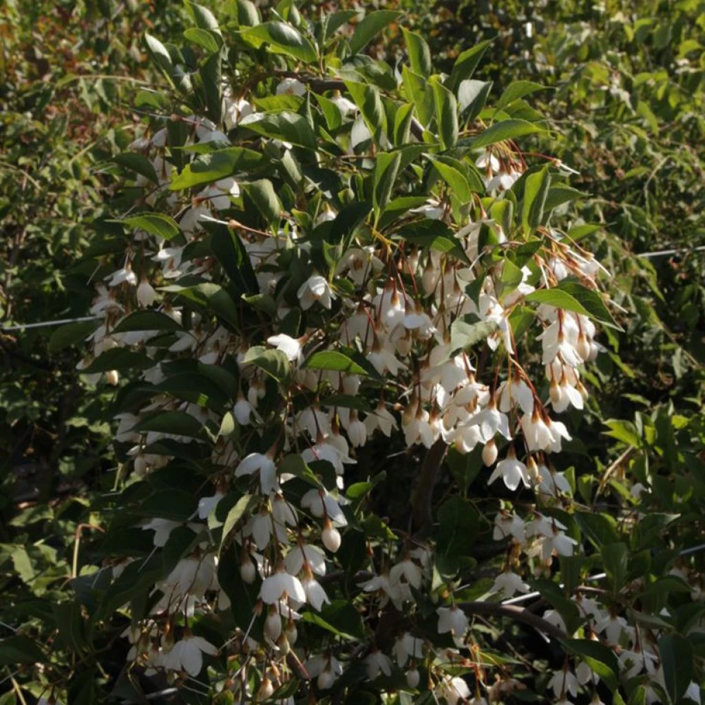 Styrax Japonica Fragrant Fountain 1 Styrax Japonica Fragrant Fountain