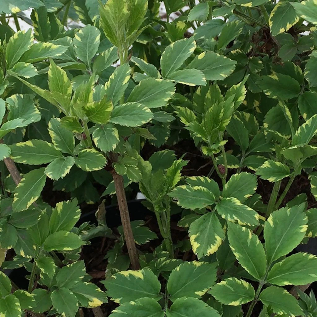 Sureau Noir - Sambucus Nigra Golden Spark 1 Sureau Noir - Sambucus Nigra Golden Spark