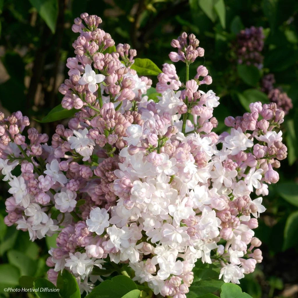 Lilas - Syringa Vulgaris Belle De Moscou 1 Lilas - Syringa Vulgaris Belle De Moscou