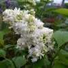Lilas - Syringa Vulgaris Madame Lemoine