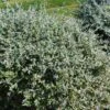 Germandrée Arbustive - Teucrium Fruticans