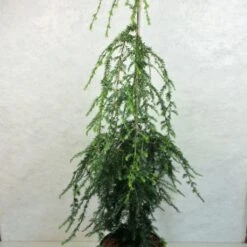 Pruche Du Canada - Tsuga Canadensis Pendula