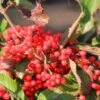 Viburnum Dilatatum Sealing Wax