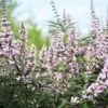 Vitex Agnus-castus Galactic Pink - Gattilier