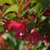 Weigela Florida Cherry Lace