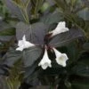 Weigela Florida Ebony And Ivory