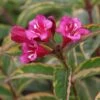 Weigela Florida Moulin Rouge (Brigela)