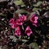 Weigela Florida Minor Black