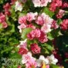 Weigela Hybride Carnaval
