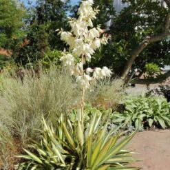 Yucca Filamentosa Colour Guard - Yucca Filamenteux Panaché