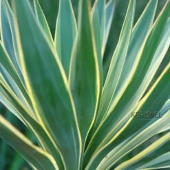 Yucca Gloriosa Variegata - Dague Espagnole