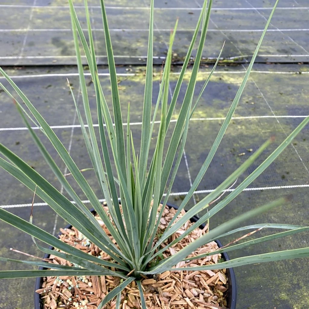 Yucca Rostrata Sapphire Skies 1 Yucca Rostrata Sapphire Skies