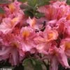 Azalée De Chine Berry Rose - Rhododendron Hybride