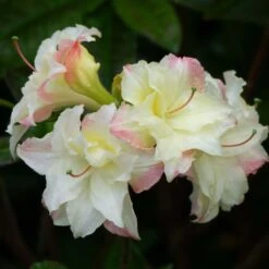 Azalée De Chine Cannon's Double - Rhododendron Hybride