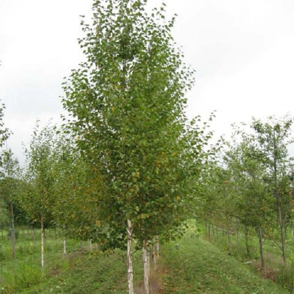 Bouleau Noir - Betula Nigra Heritage 1 Bouleau Noir - Betula Nigra Heritage