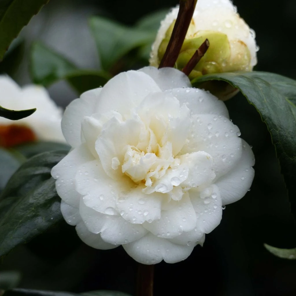 Camélia Nobilissima - Camellia Japonica 1 Camélia Nobilissima - Camellia Japonica