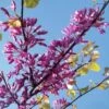 Cercis Siliquastrum - Arbre De Judée