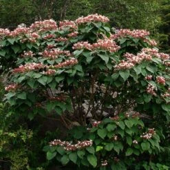 Arbre De La Chance - Clerodendrum Trichotomum, Clérodendron