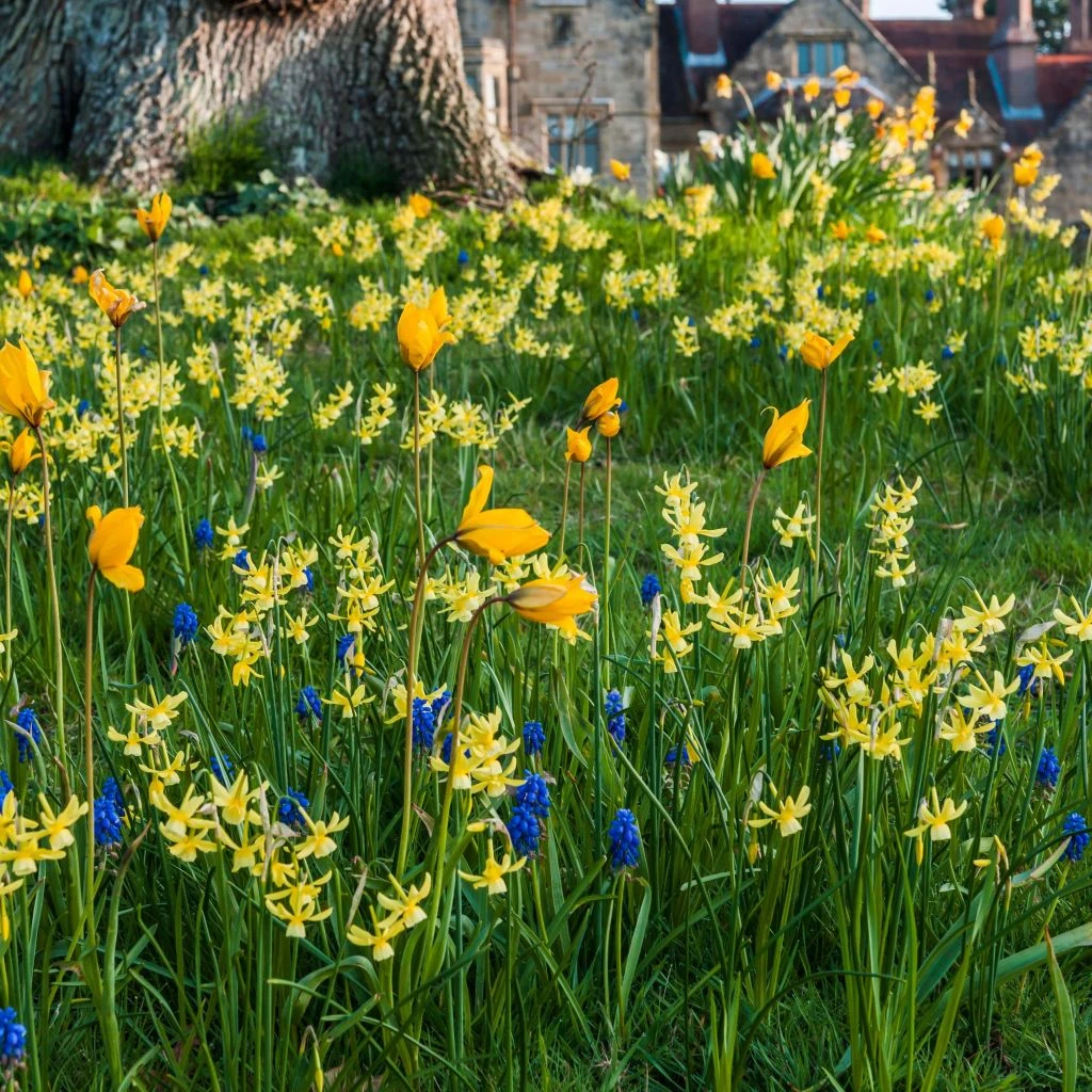 Collection Bulbes à Naturaliser Jaune/bleu 1 Collection Bulbes à Naturaliser Jaune/bleu
