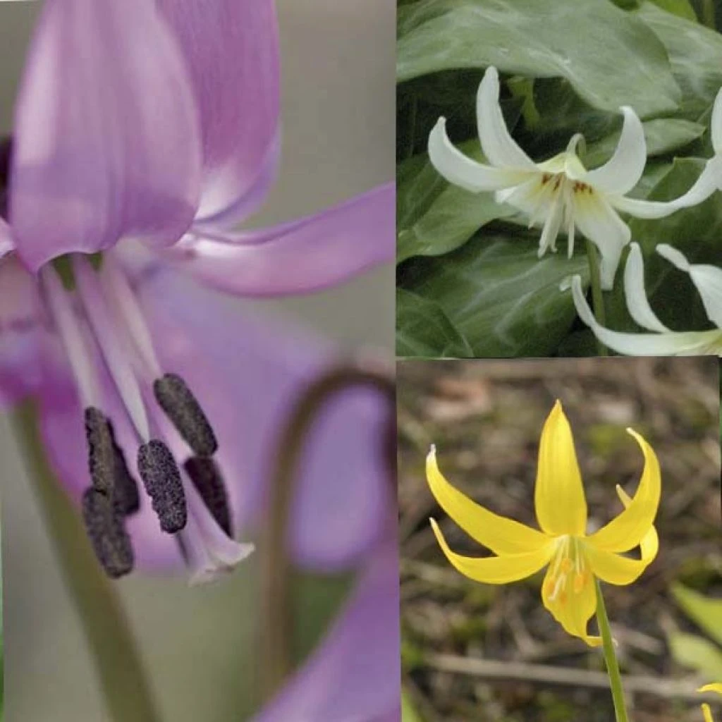 Collection Erythronium 1 Collection Erythronium