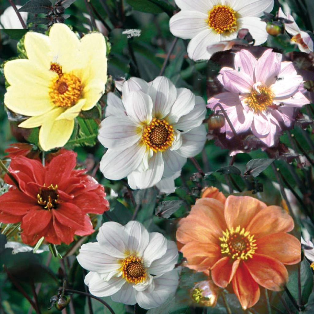 Collection Dahlias Paysage Bishop 1 Collection Dahlias Paysage Bishop