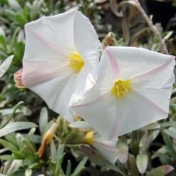 Convolvulus Cneorum - Liseron Argenté