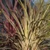 Cordyline Banksii Electric Flash - Cordyline