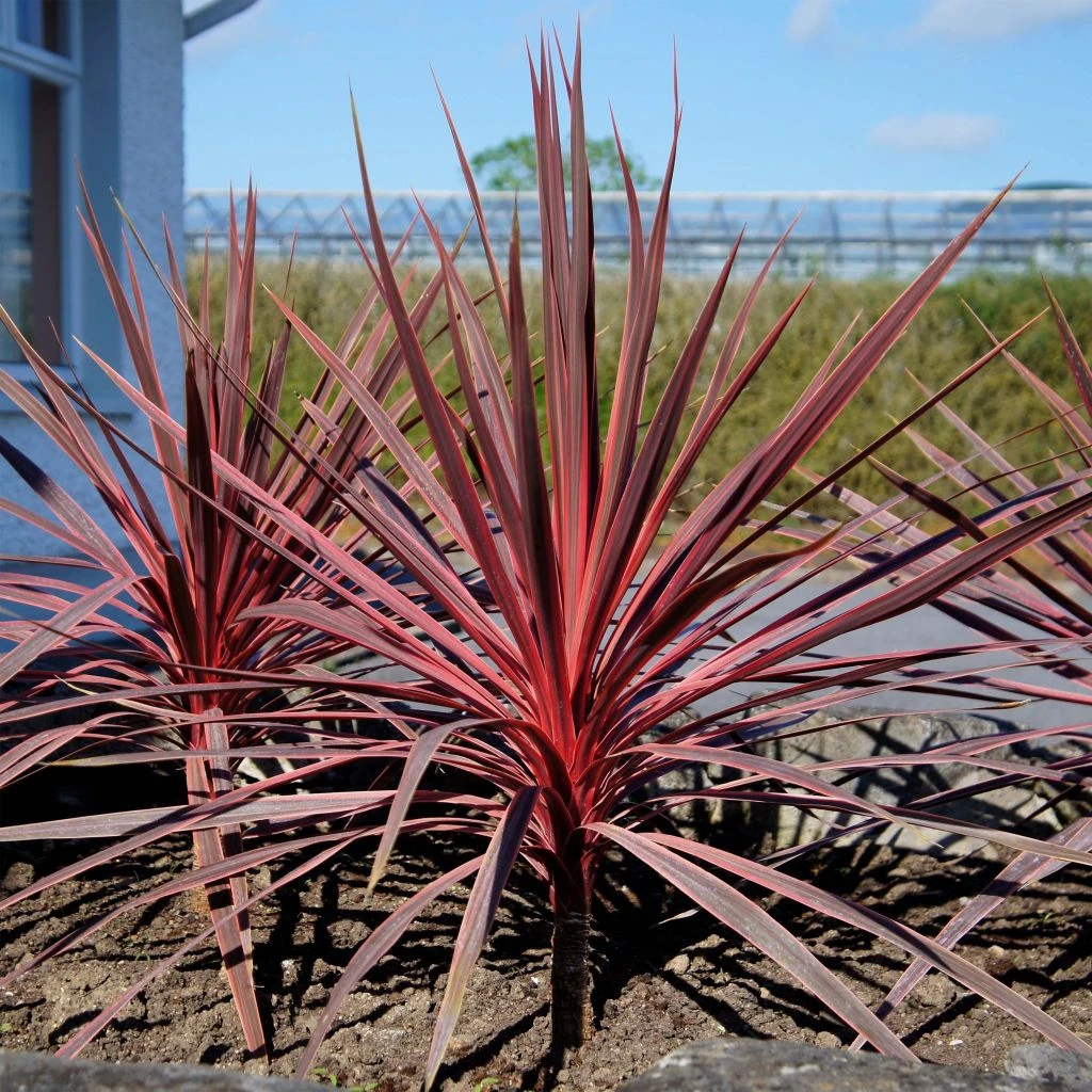 Cordyline Charlie Boy® 1 Cordyline Charlie Boy®
