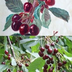 Duo Pollinisateur De Cerisiers Bigarreau Bio En Racines Nues