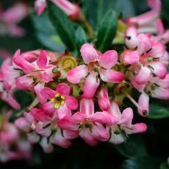 Escallonia Hybride Show Stopper