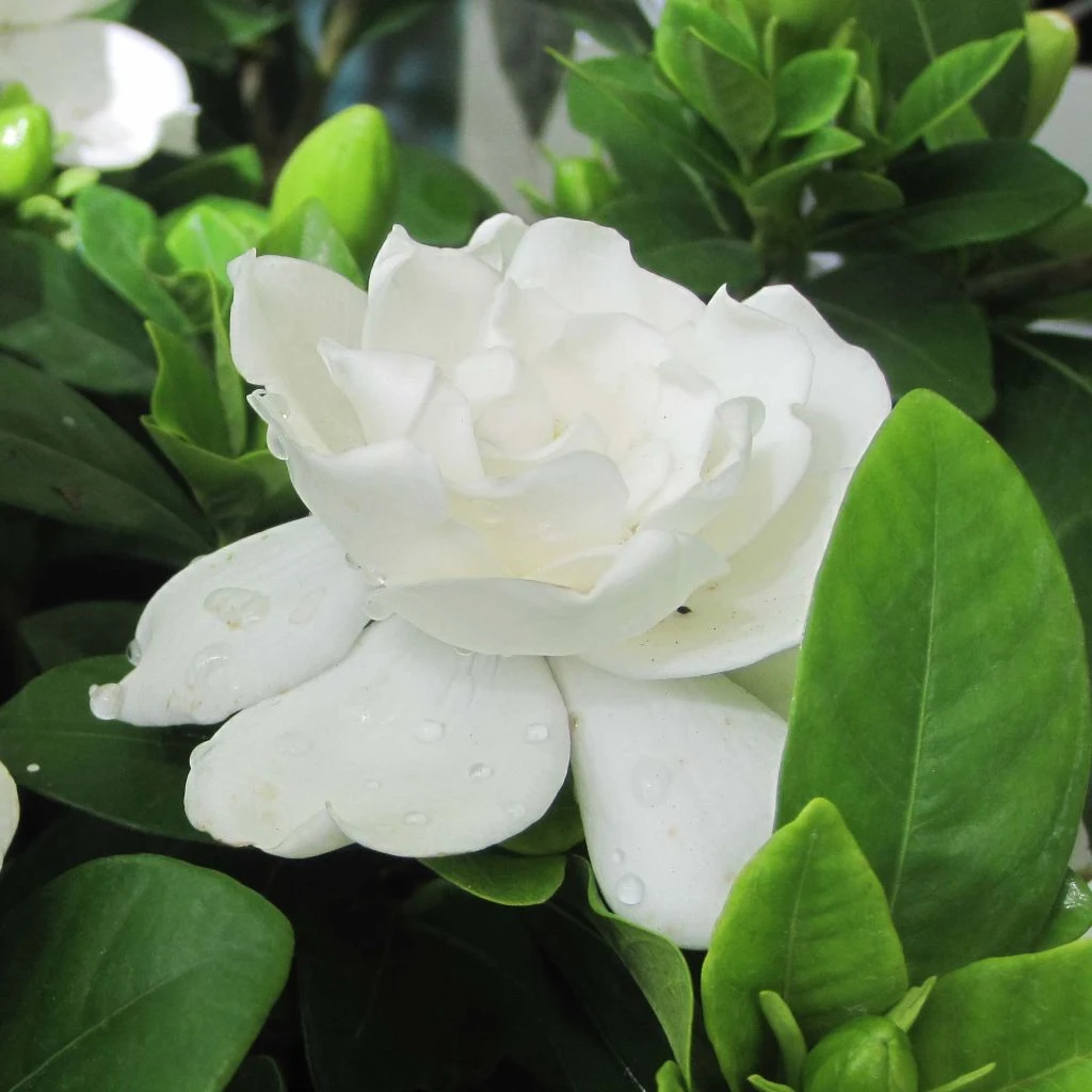Gardenia Jasminoides Crown Jewel - Jasmin Du Cap 1 Gardenia Jasminoides Crown Jewel - Jasmin Du Cap